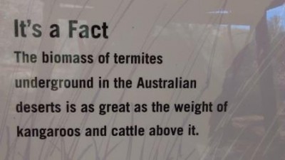Termites live in deserts
